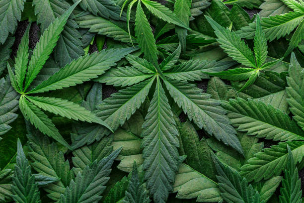 Top 10 Marijuana/Cannabis Stocks